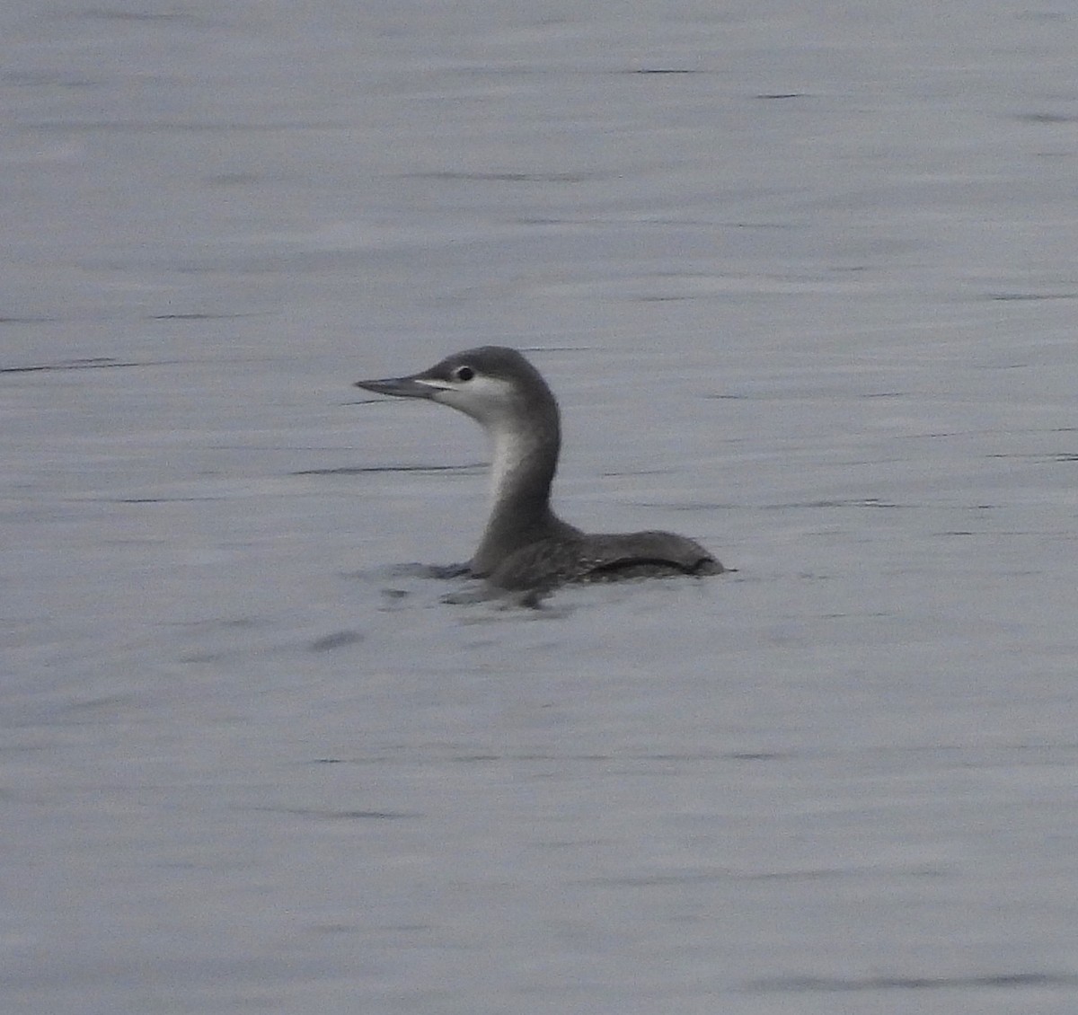 Strolaga minore - ML646715378