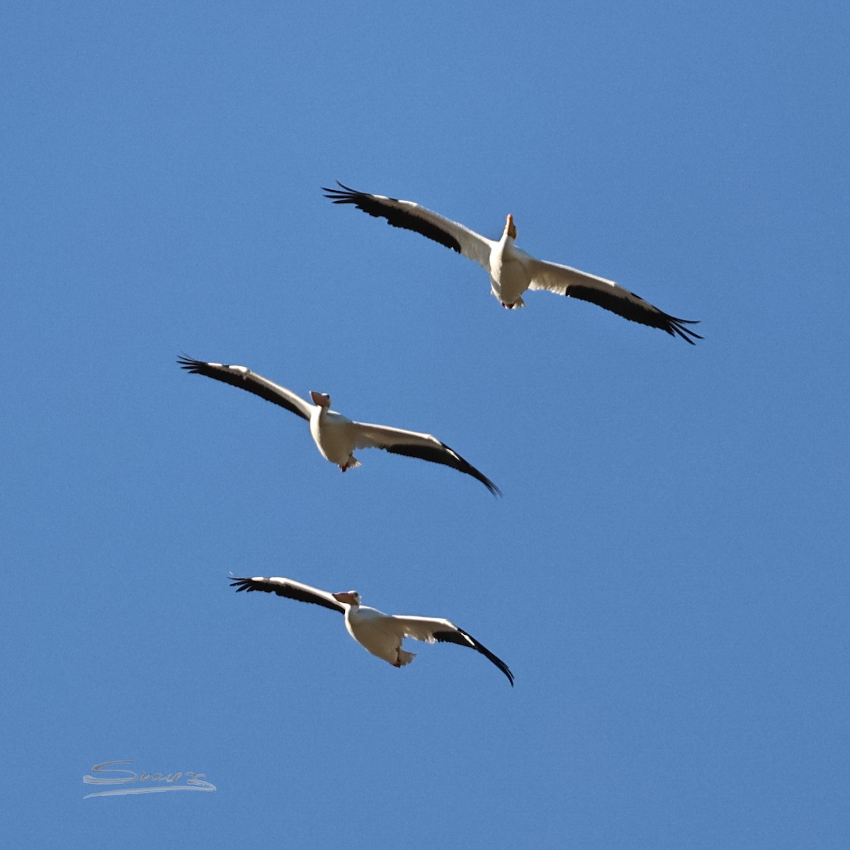 American White Pelican - ML646715379