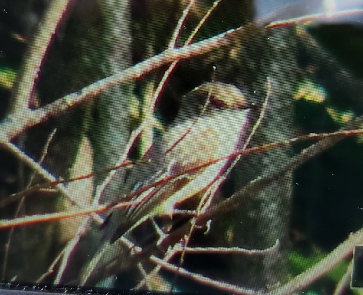 Eastern Phoebe - ML646715381