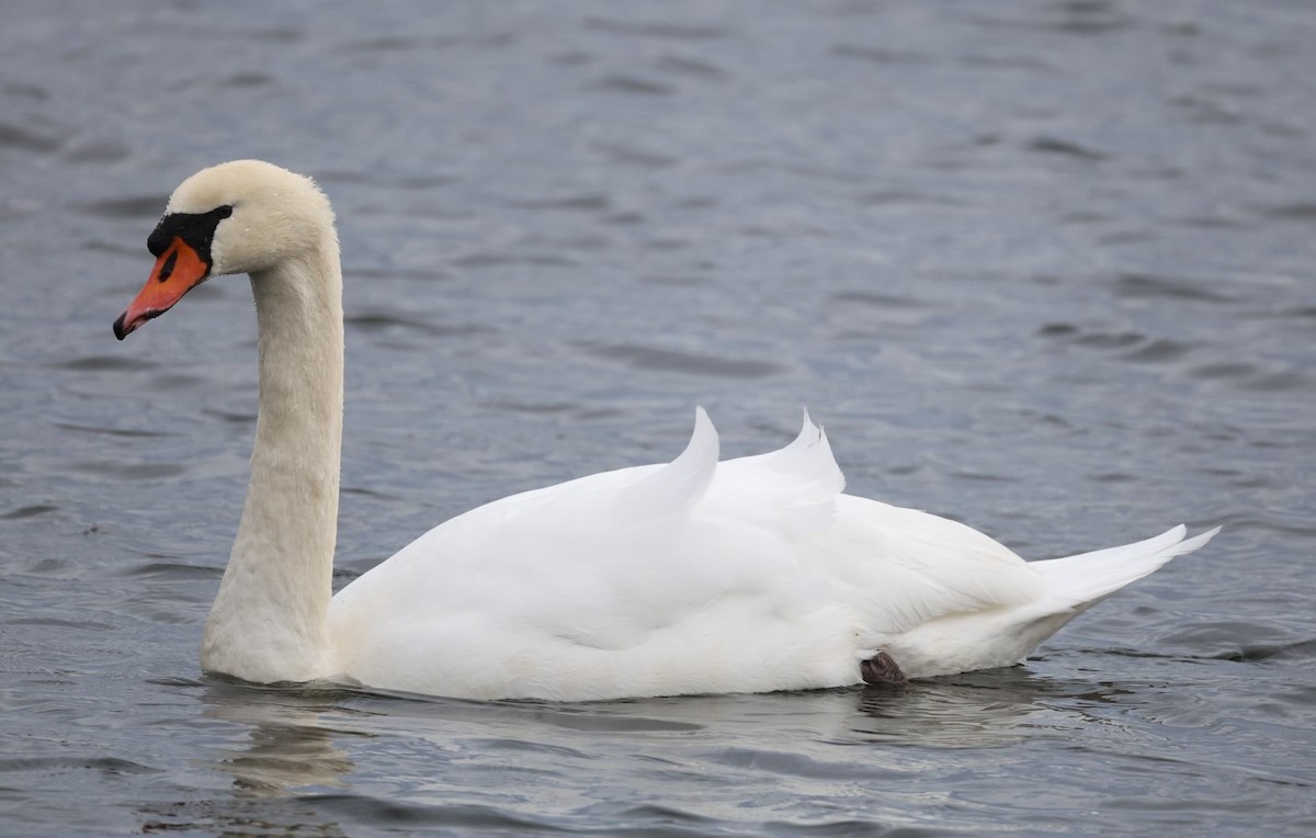 Beltxarga arrunta - ML646715383