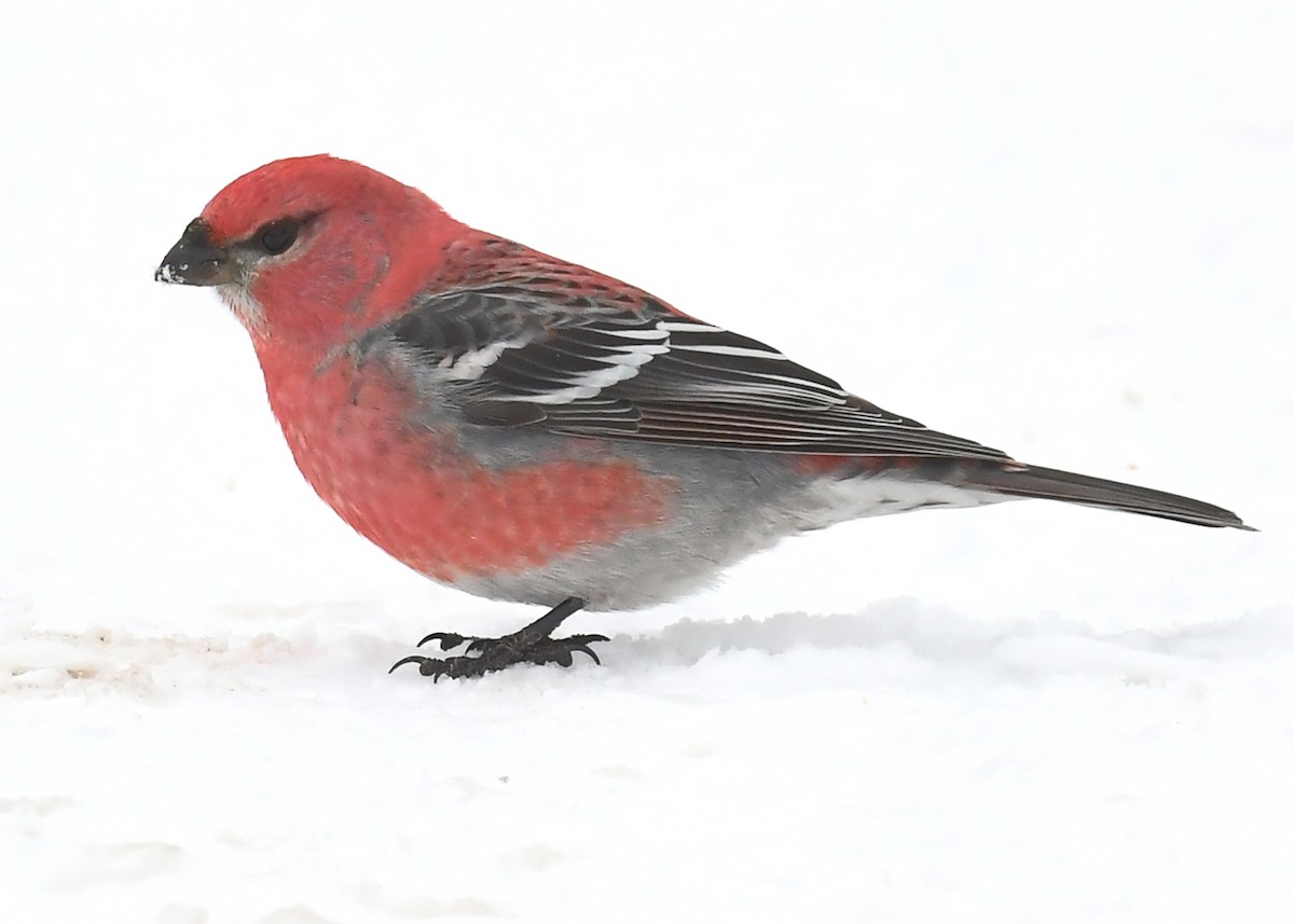 Pine Grosbeak - ML646715384