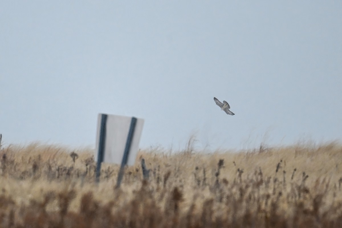 Сапсан - ML646715385