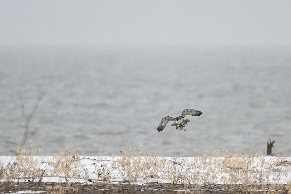 Сапсан - ML646715386