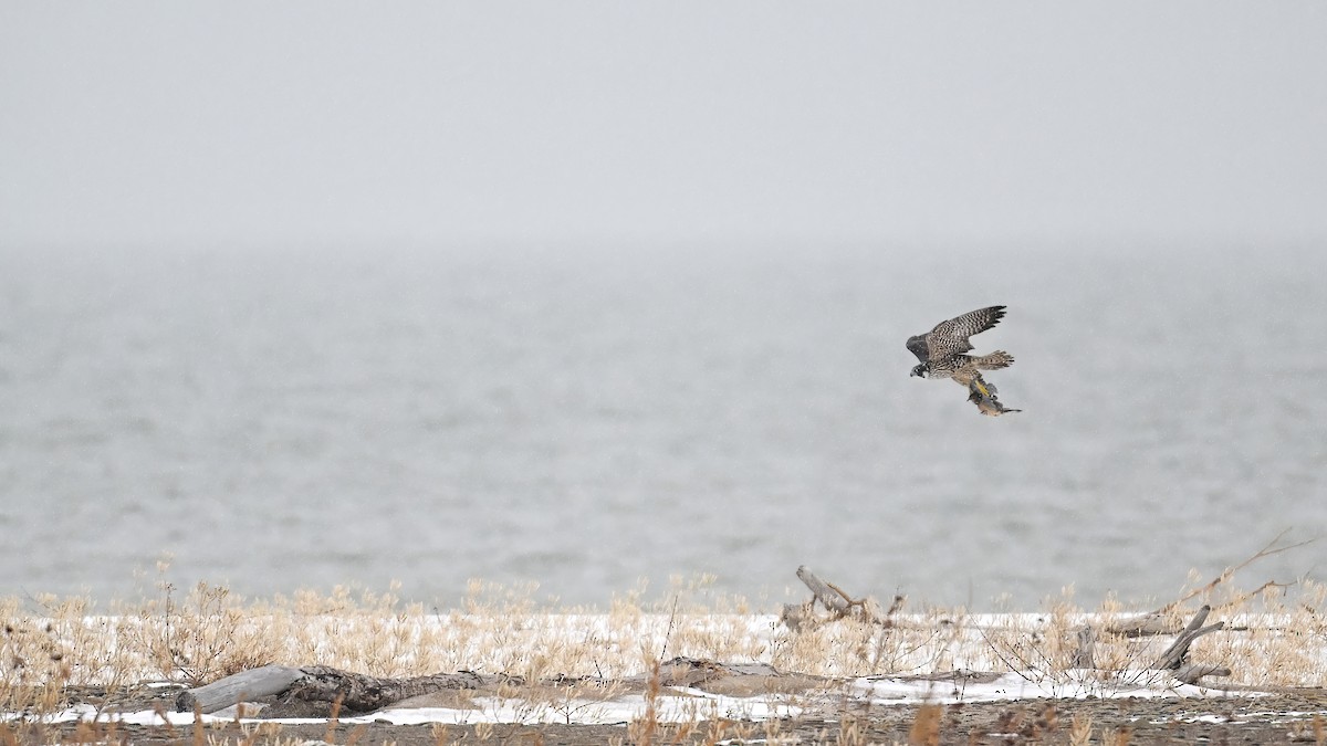 Сапсан - ML646715387