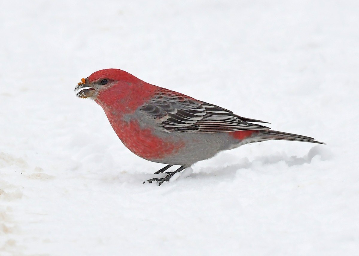 Pine Grosbeak - ML646715388