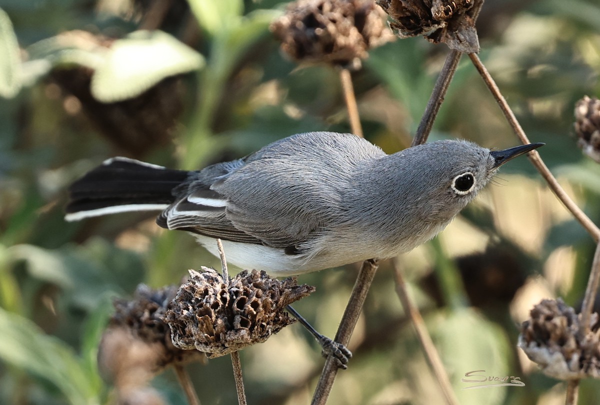 Blue-gray Gnatcatcher - ML646715389
