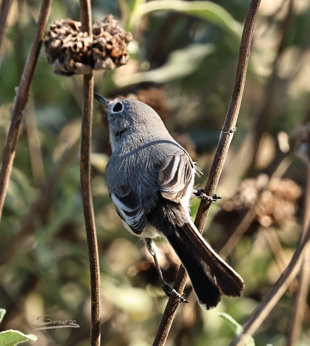 Blue-gray Gnatcatcher - ML646715390