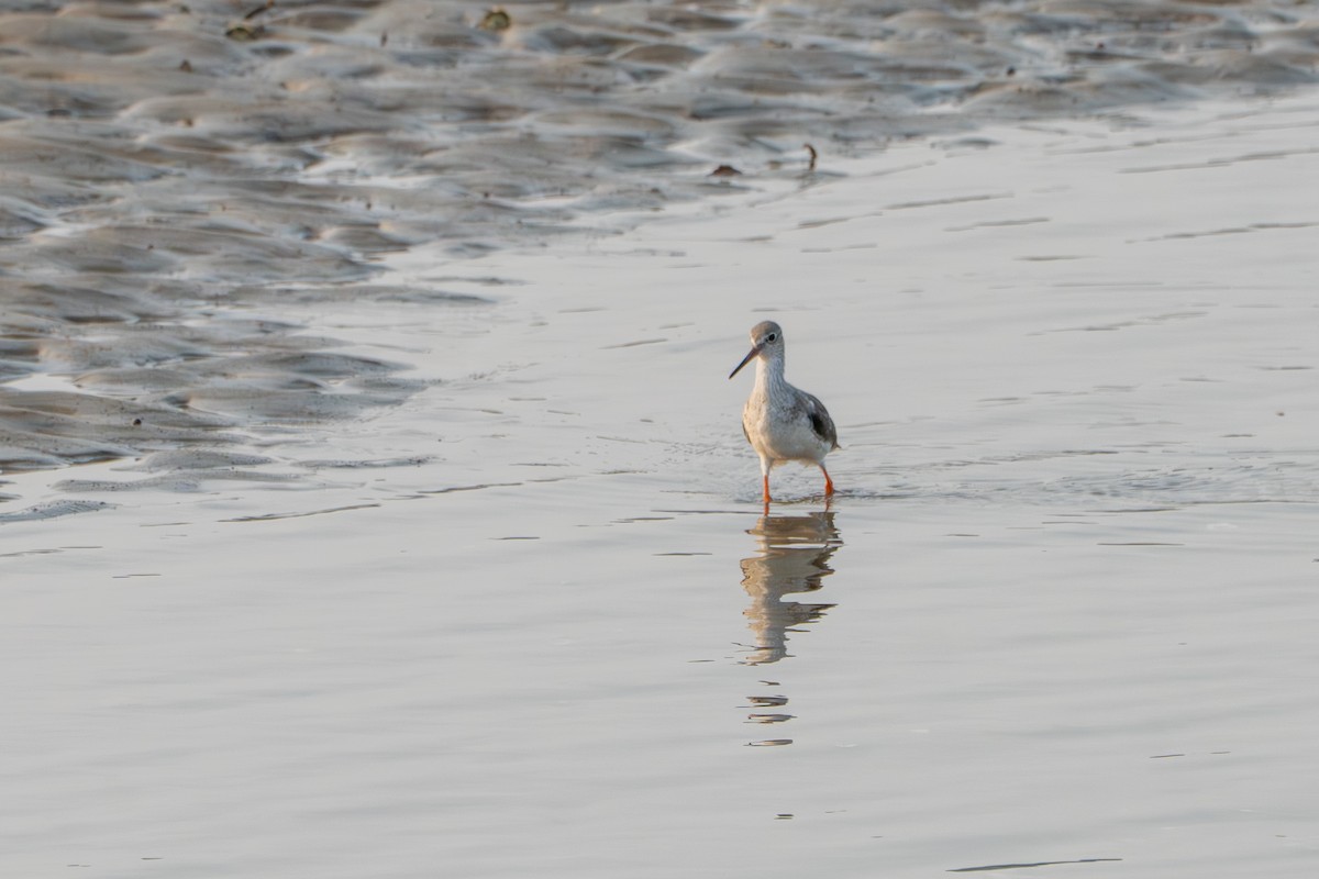 Травник - ML646715392