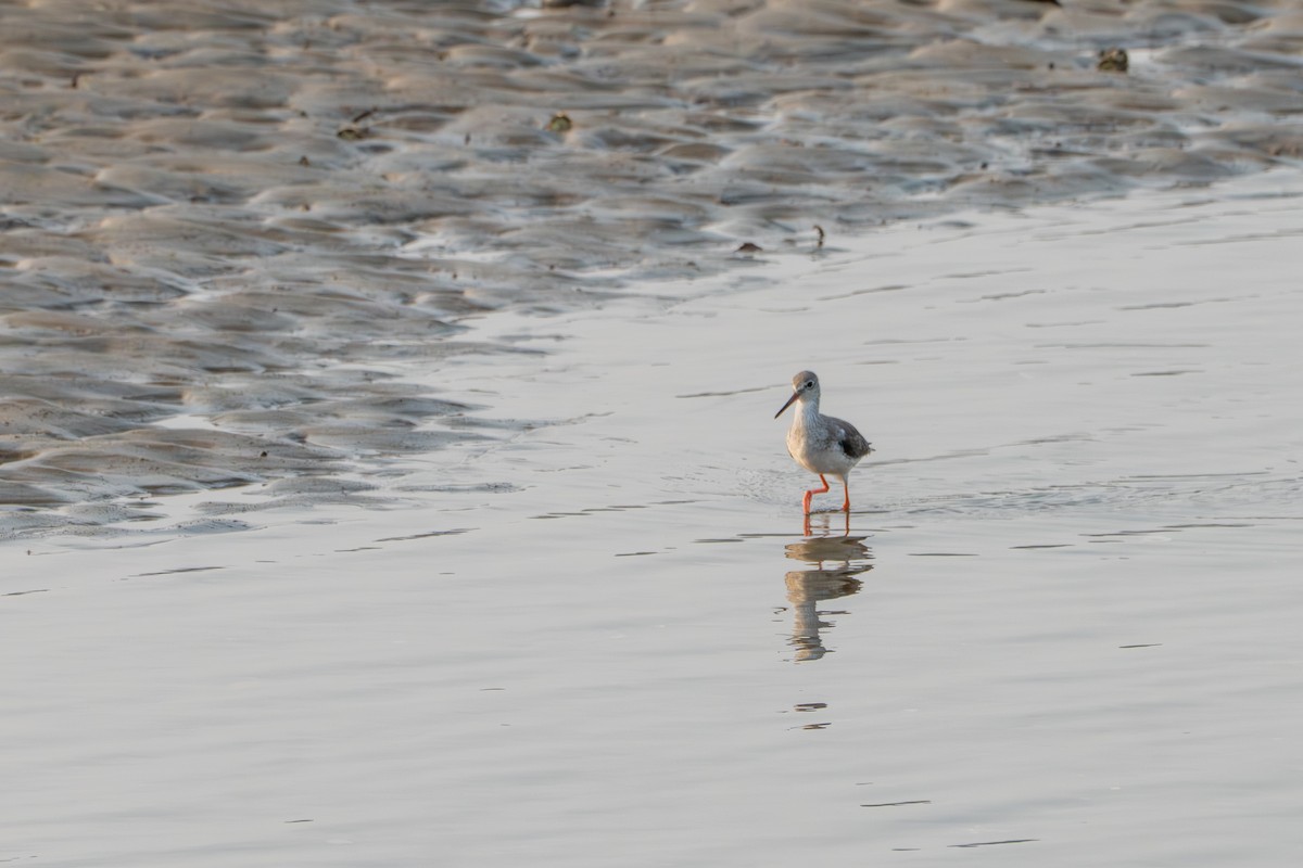 Травник - ML646715393