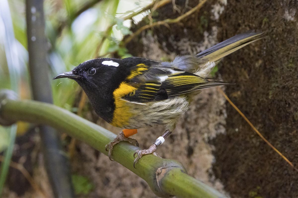 Stitchbird - ML646715394