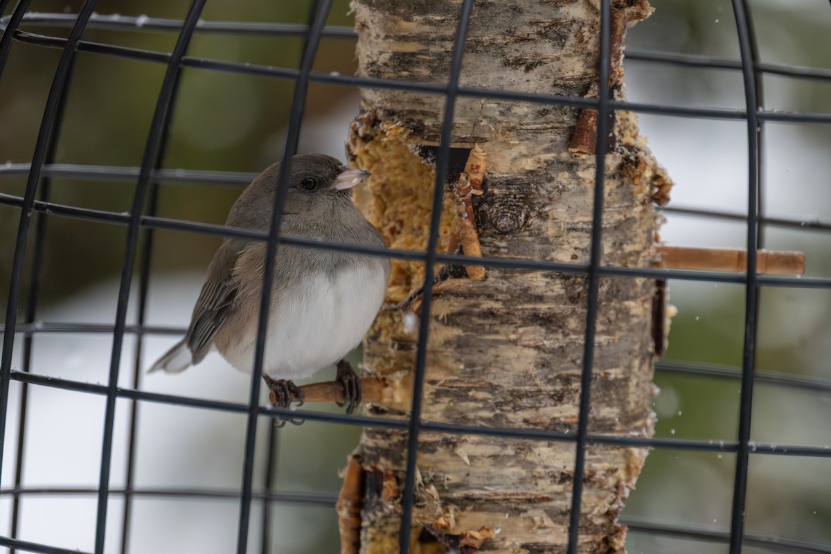 Dark-eyed Junco - ML646715399