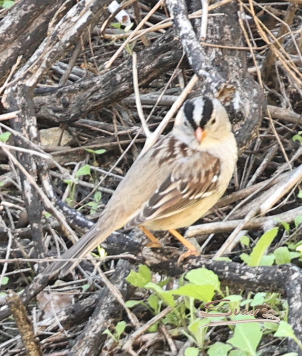 White-crowned Sparrow - ML646715405