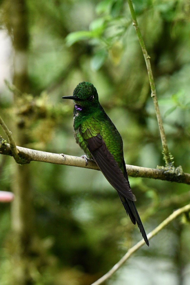 İmparator Pırıltı - ML646715406