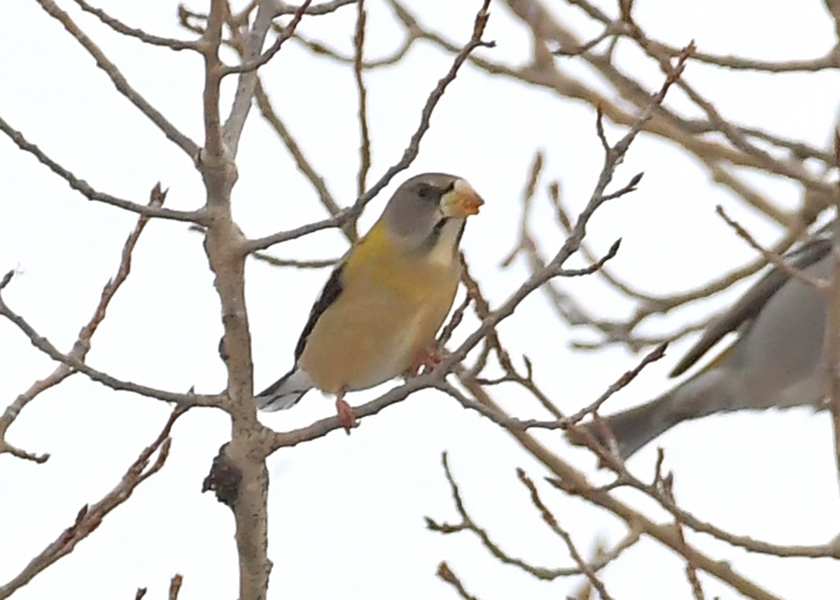 Evening Grosbeak - ML646715407