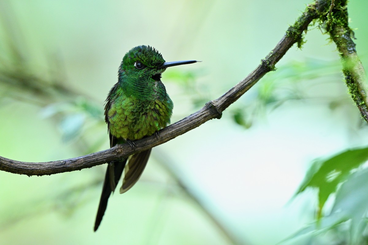 İmparator Pırıltı - ML646715409