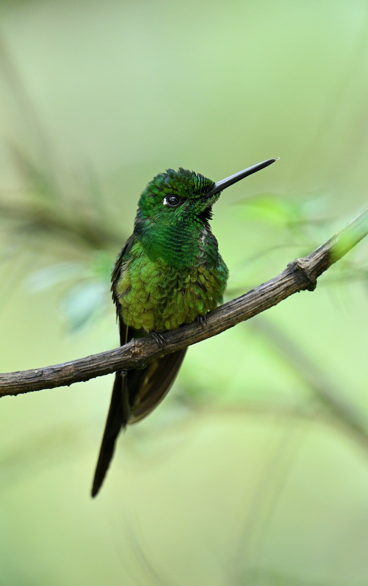 İmparator Pırıltı - ML646715410