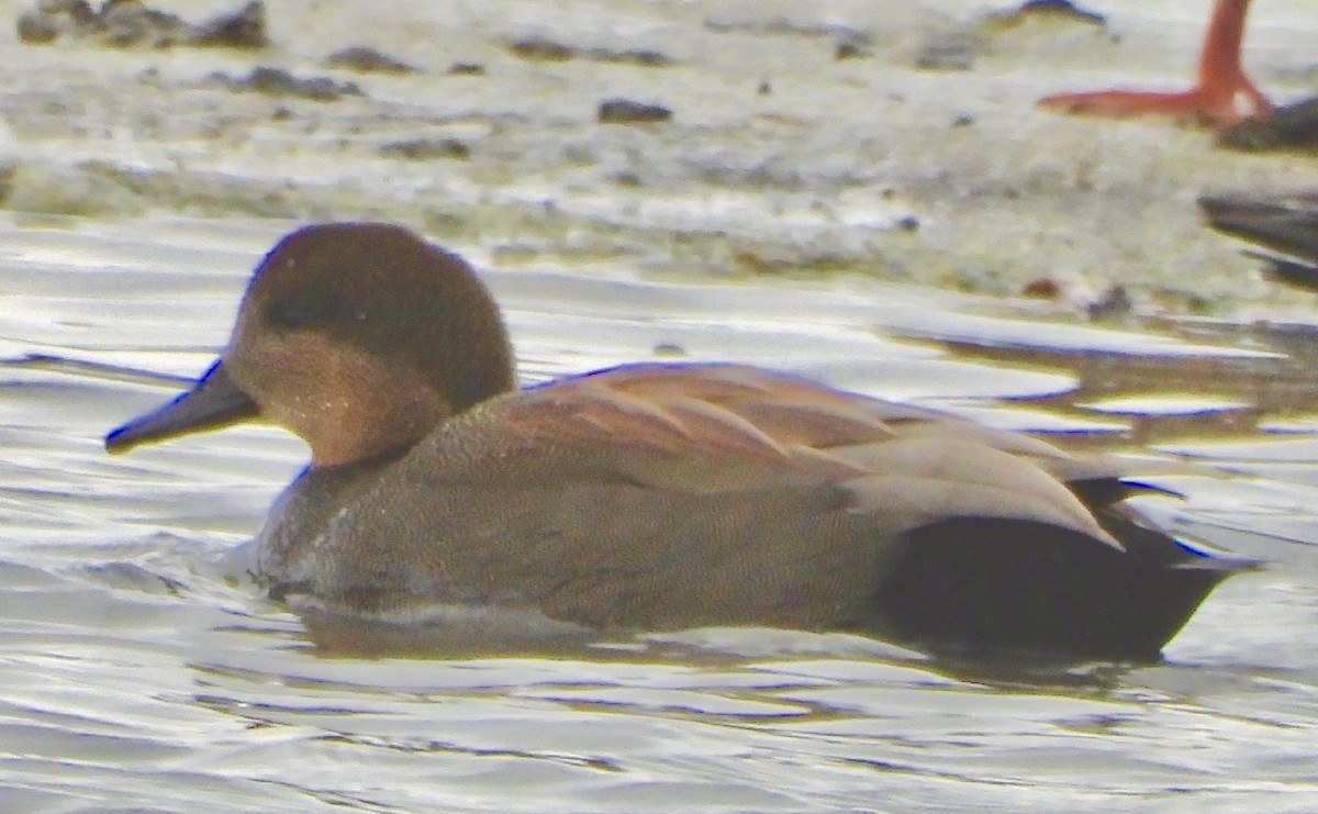 Серая утка - ML646715411