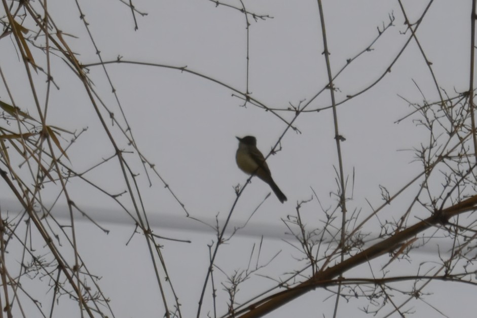 Short-crested Flycatcher - ML646715412