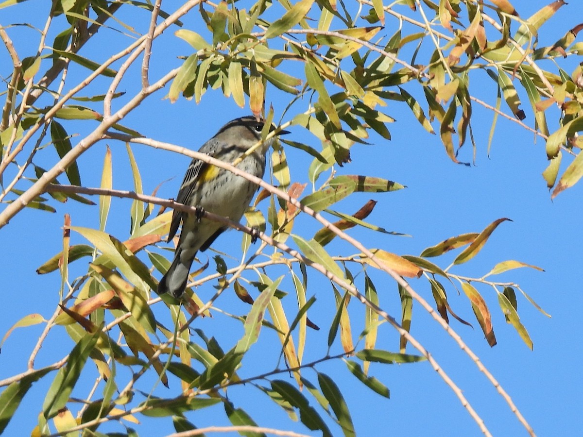 Yellow-rumped Warbler - ML646715413