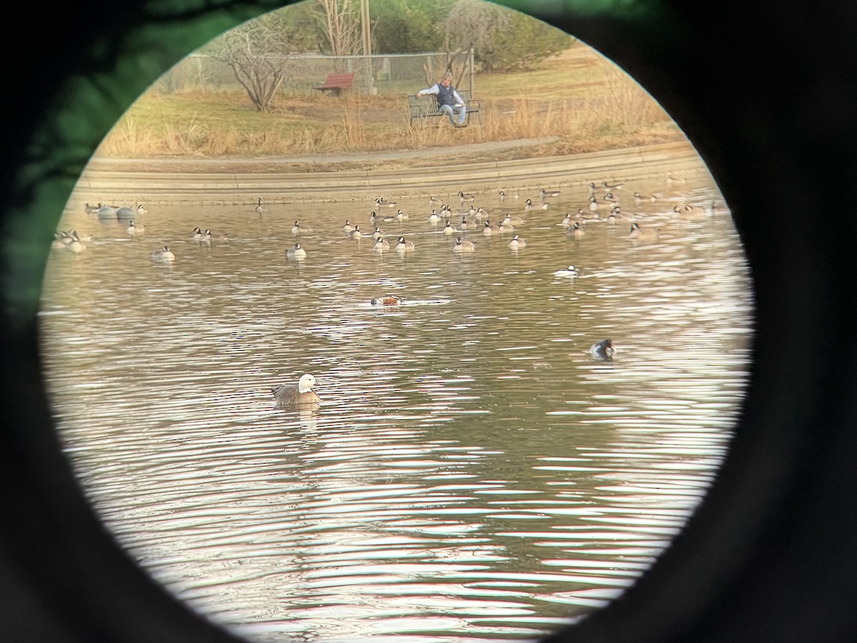 Snow Goose - ML646715416