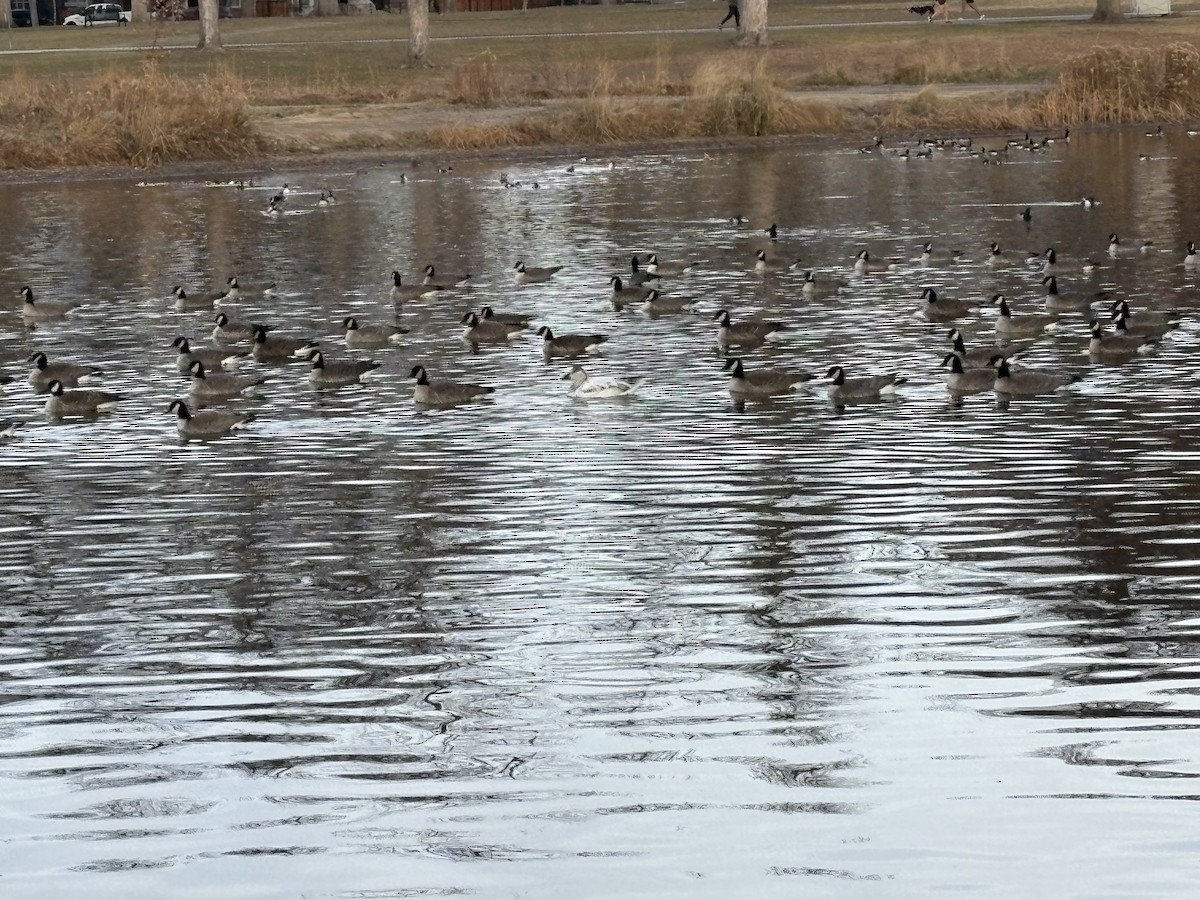 Snow Goose - ML646715417