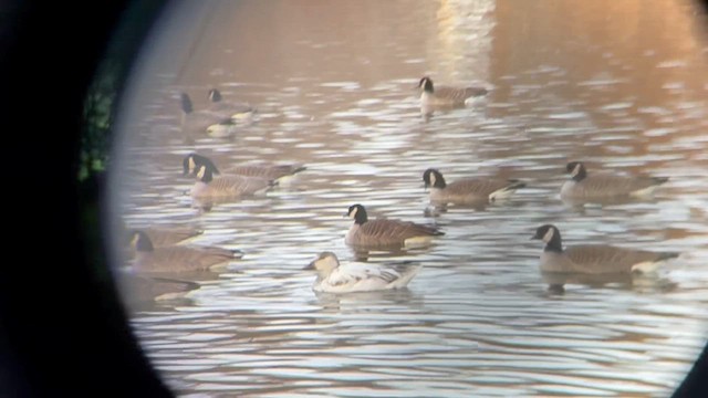 Белый гусь - ML646715418