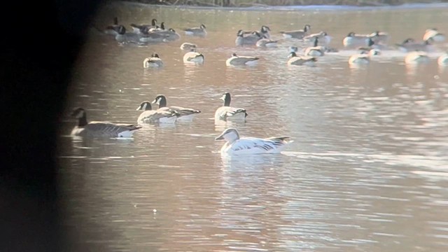 Белый гусь - ML646715419