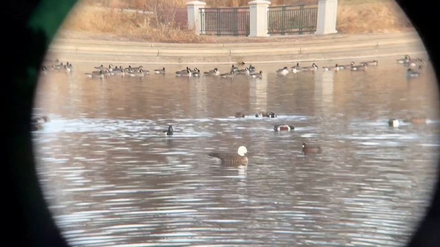 Белый гусь - ML646715420