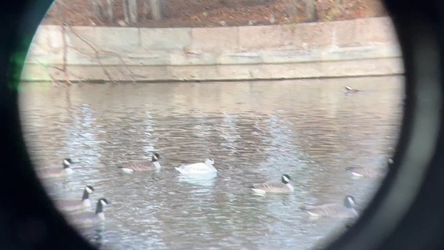 Белый гусь - ML646715421