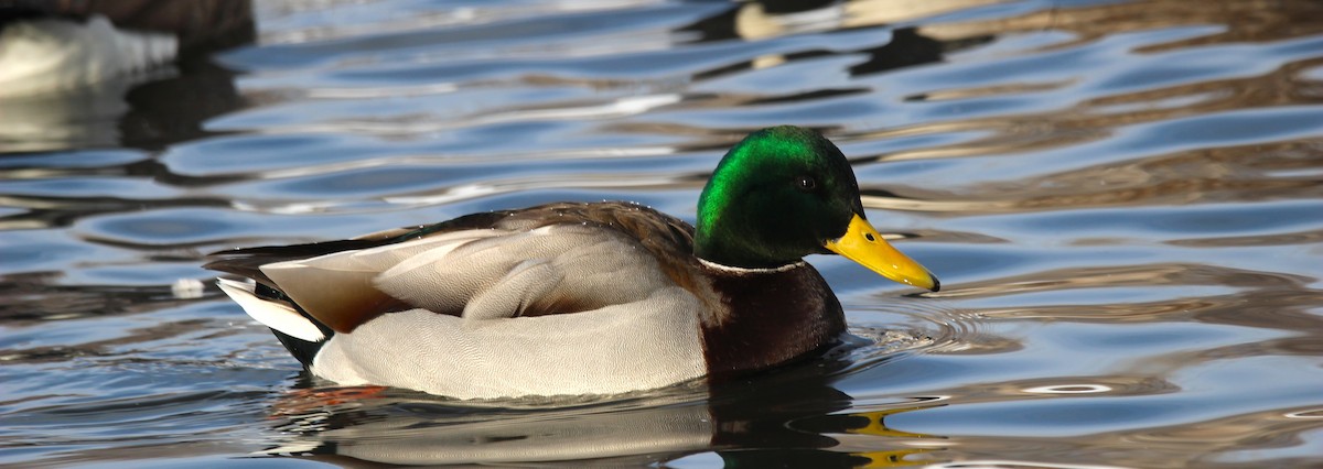 Зэрлэг нугас - ML646715423