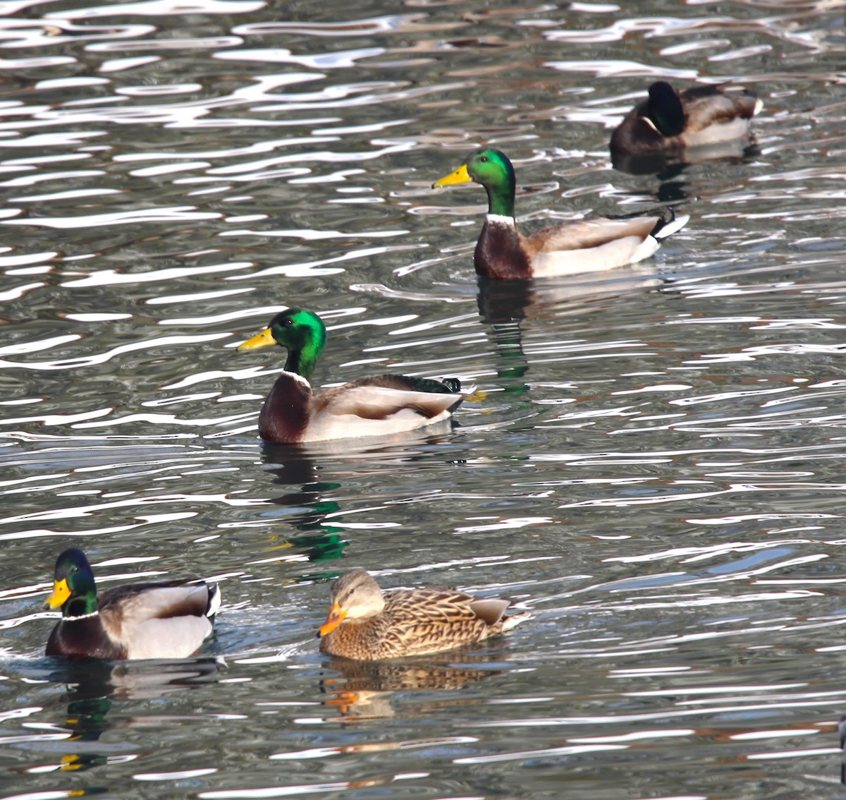 Зэрлэг нугас - ML646715424