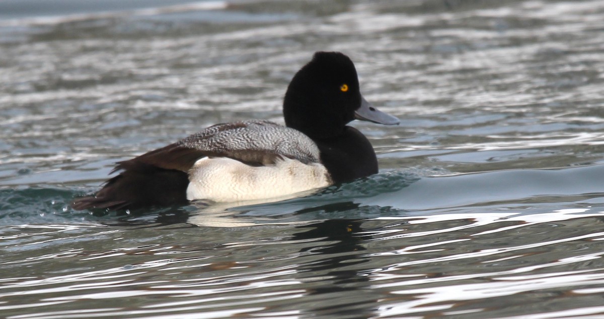 Lesser Scaup - ML646715433