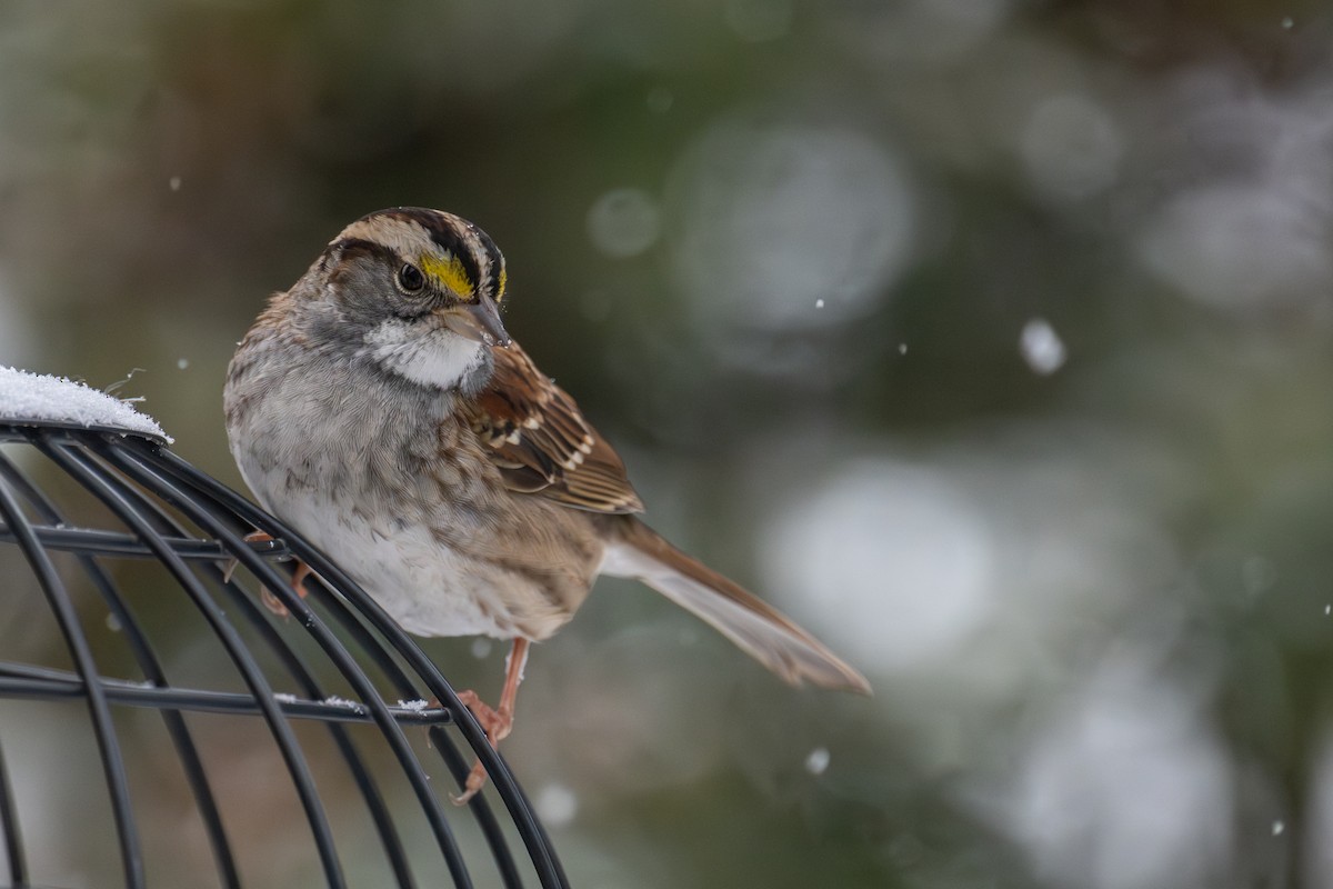 White-throated Sparrow - ML646715434