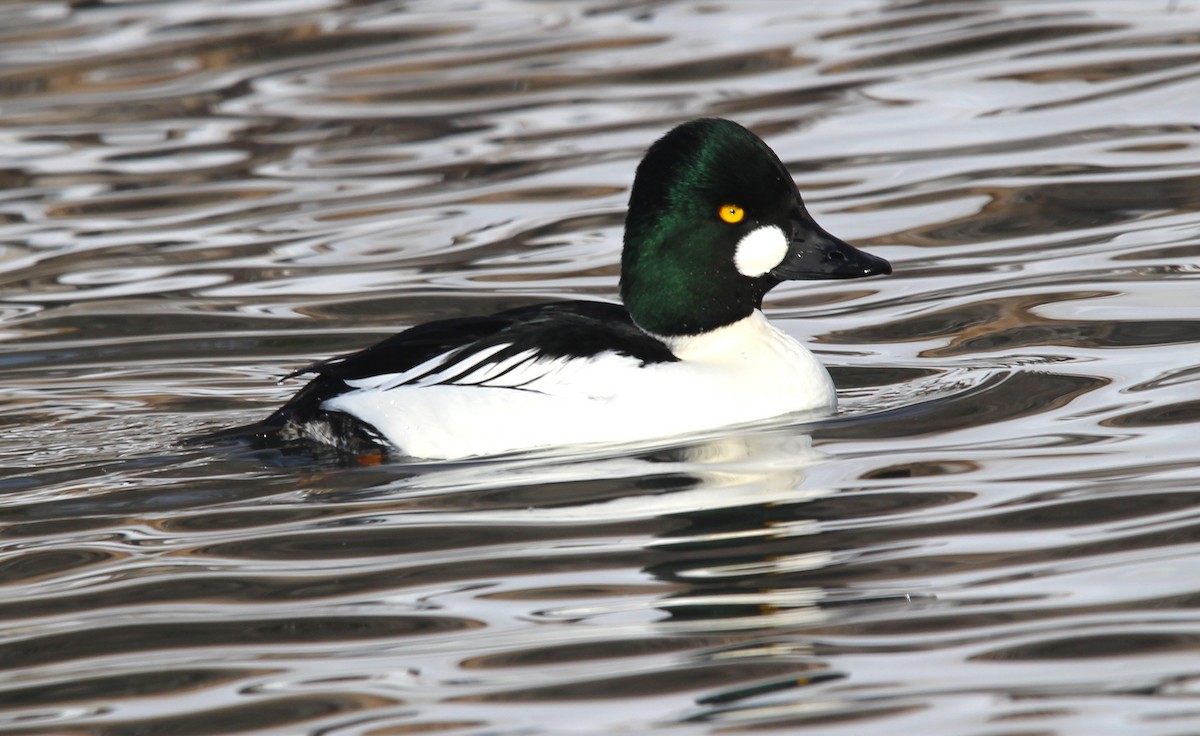 Алаг шунгаач - ML646715437