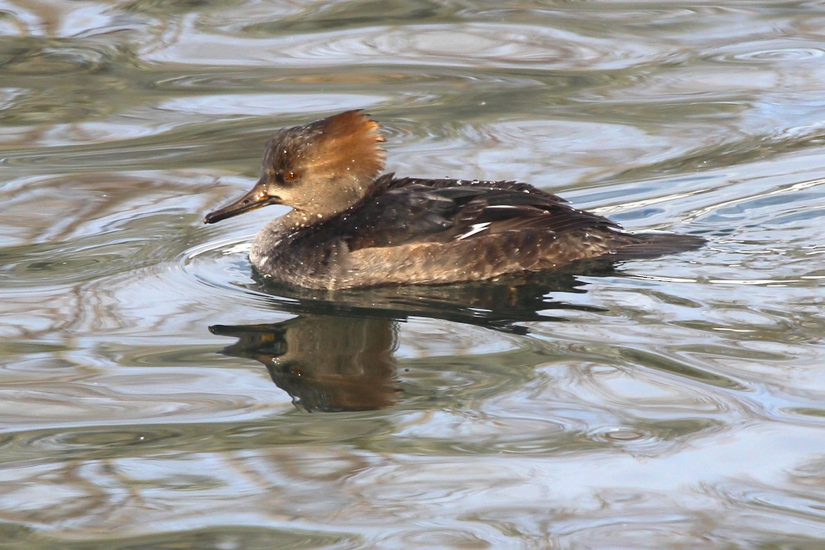 Hooded Merganser - ML646715439