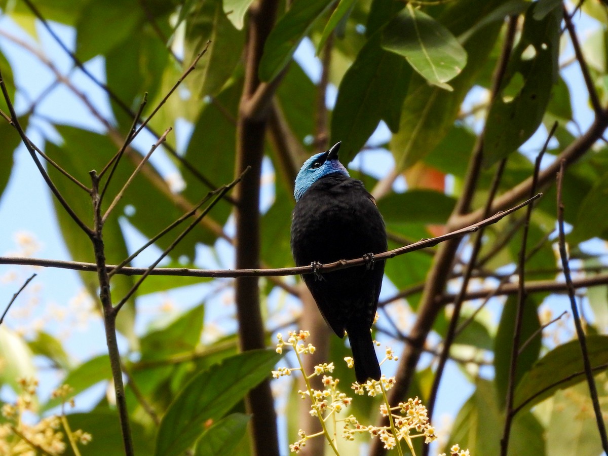 Blue-necked Tanager - ML646715440