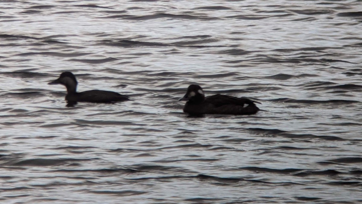 White-winged Scoter - ML646715441