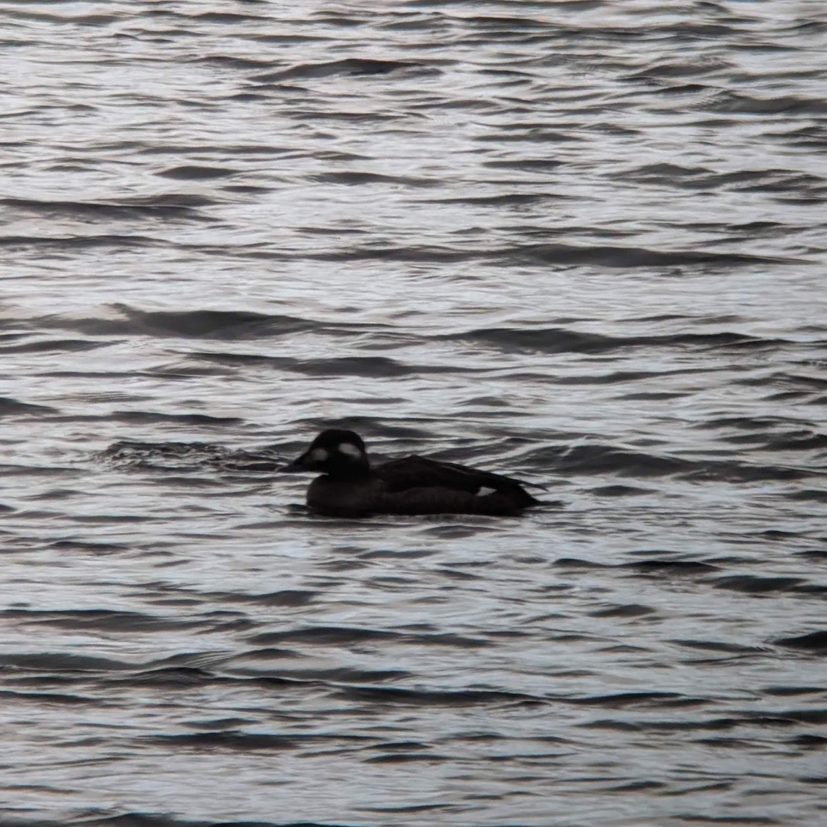 White-winged Scoter - ML646715442