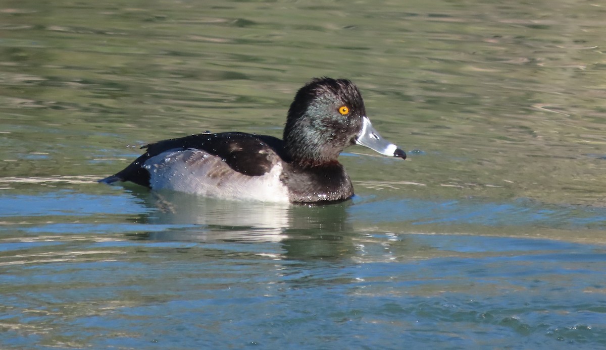 Ring-necked Duck - ML646715444
