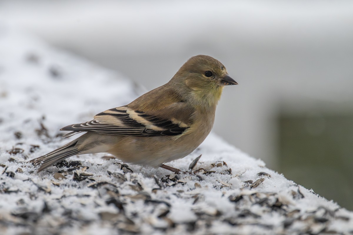 American Goldfinch - ML646715445