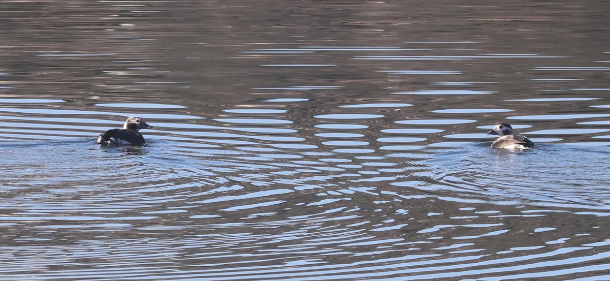 Морянка - ML646715446