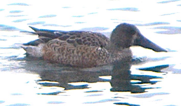 Ahate mokozabal zuria - ML646715447