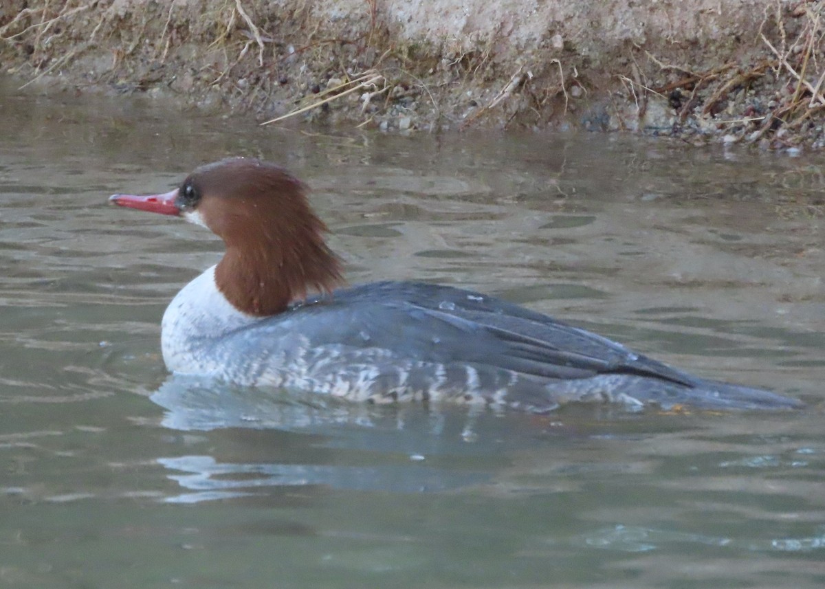 Common Merganser - ML646715448