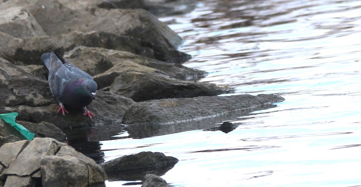 Хөхвөр тагтаа (суурин газрын) - ML646715450