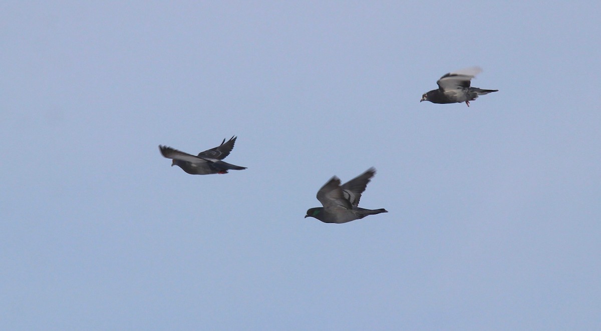 Хөхвөр тагтаа (суурин газрын) - ML646715451