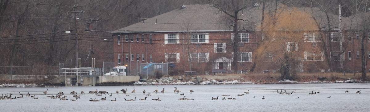 Branta kanadar handia - ML646715452