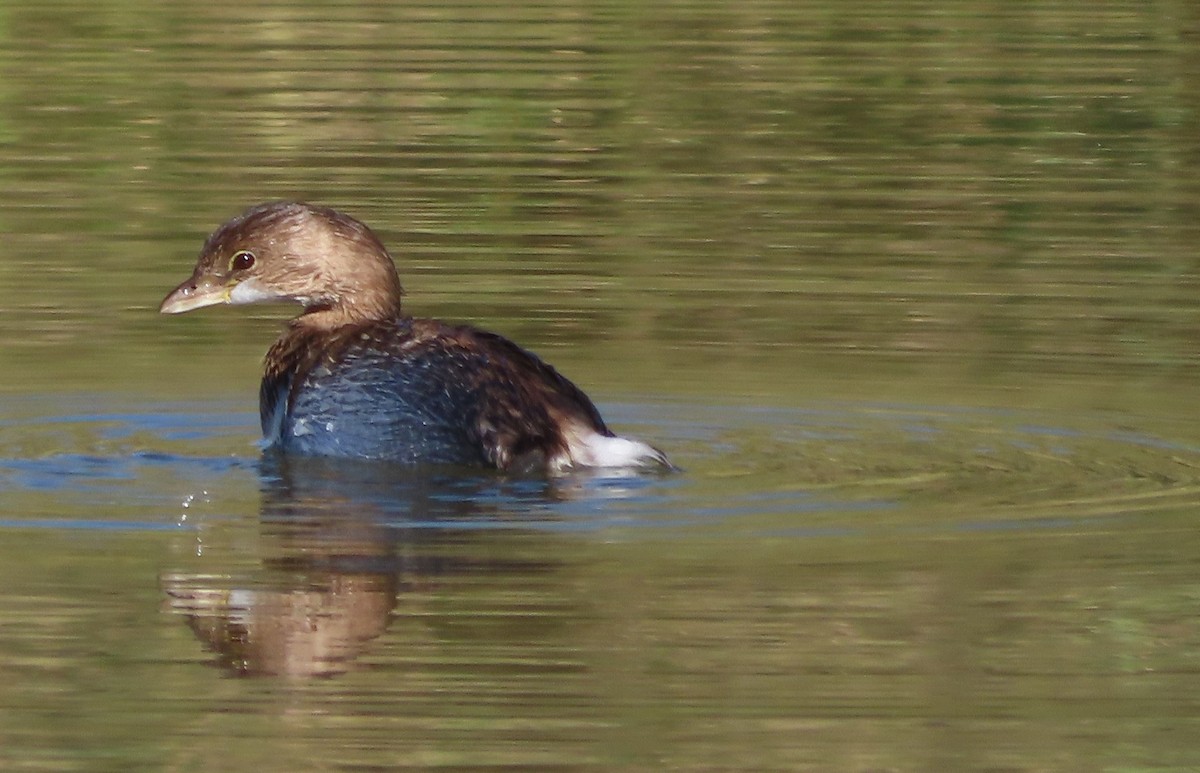 Pied-billed Grebe - ML646715454