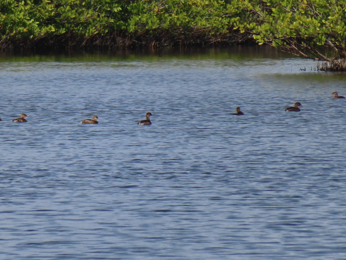 Kalın Gagalı Batağan - ML646715455