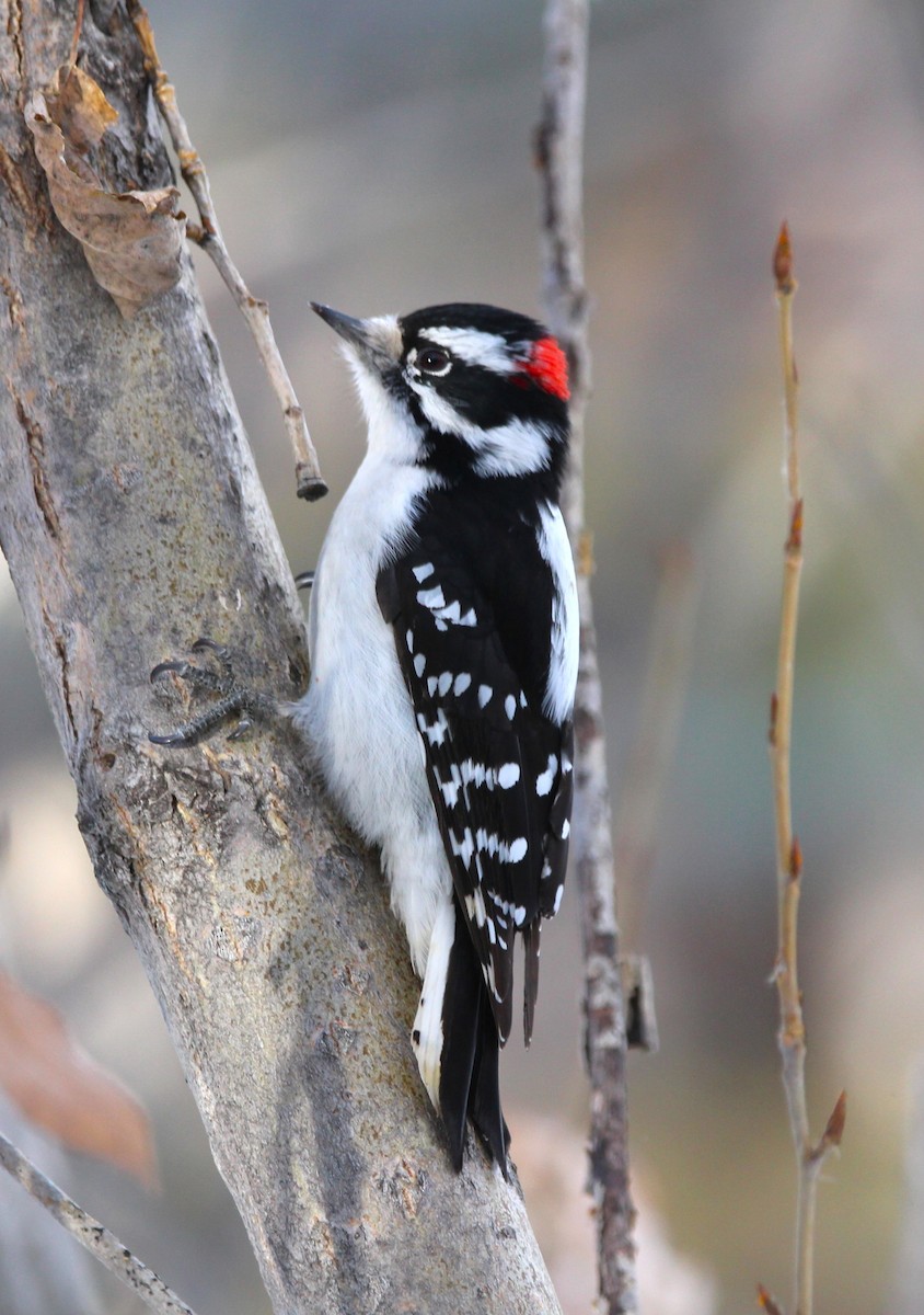 Downy Woodpecker - ML646715456