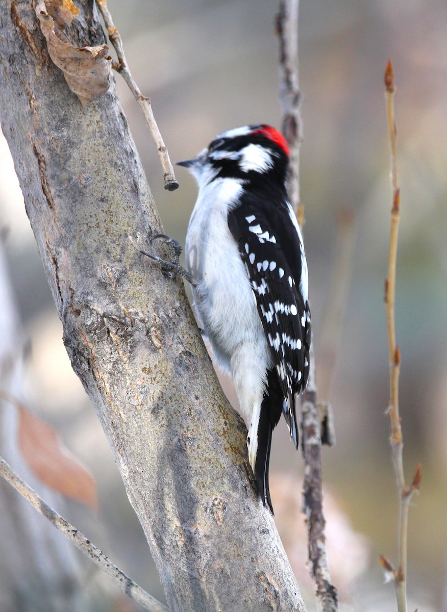 Downy Woodpecker - ML646715457